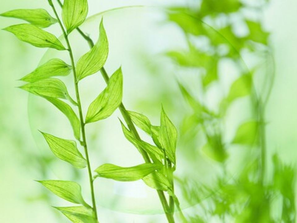 پاورپوینت در مورد علوم پایه ششم شگفتی های برگ درس یازدهم