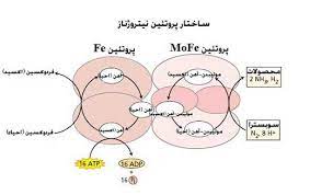 اسلاید آموزشی با عنوان مکانیسم تثبیت بیولوژیک ازت