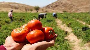 گوجه فرنگی صنعتی از کاشت تا برداشت (ppt) 23 اسلاید