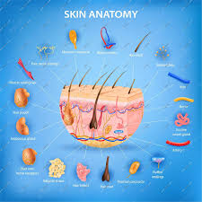 پاورپوینت آشنایی مختصر با آناتومی و فیزیولوژی پوست بررسی و شناخت بیمار مبتلا به اختلالات پوستی